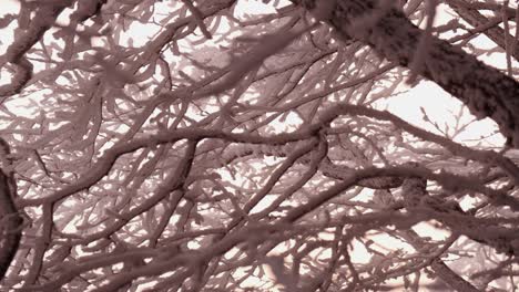 frozen swaying tree branches landscape during a storm at sunset in winter