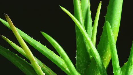 the aloe vera plant is spinning on black background. close up of succulent plant leaves, medicinal plant used in cosmetology