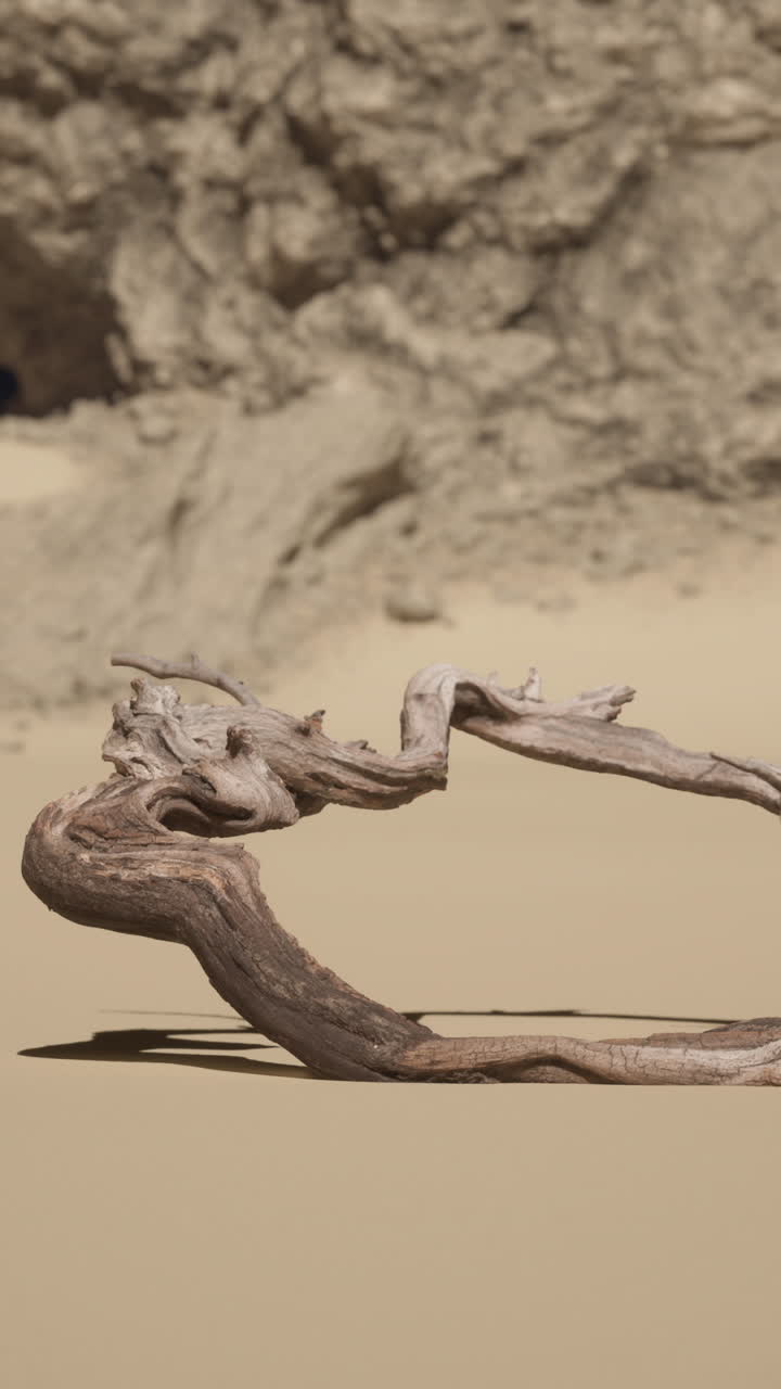 una rama retorcida de madera a la deriva en el desierto