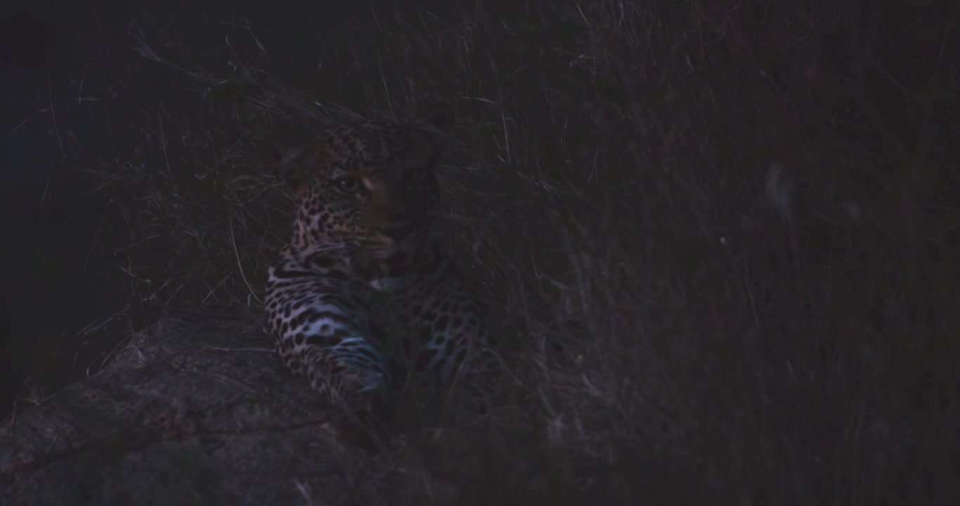 Leopard sleeping in a bush after feeding at evening
