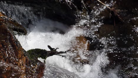 Gran-Toma-En-Cámara-Lenta-De-Agua-Que-Fluye-En-Un-Claro-Arroyo-De-Montaña