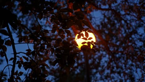 bright orange city street lamp shining light through leaves tree leaves and branches on calm evening