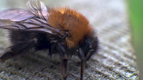 Extreme-close-up,-Macro-shot-of-Bumble-Bee-sat-on-Wooden-Fence-Post