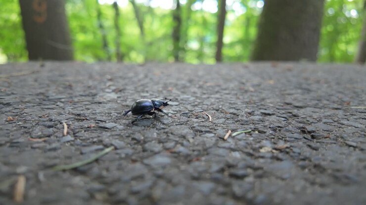 Un coleottero nero che cammina su un sentiero nel bosco, primo piano, di giorno