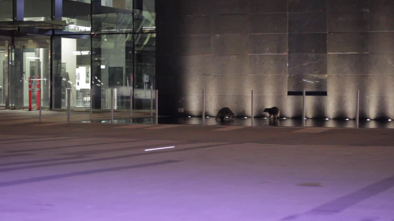 racoons playing in a water fountain walking over light decorations creating shadows on the wall as they walk across