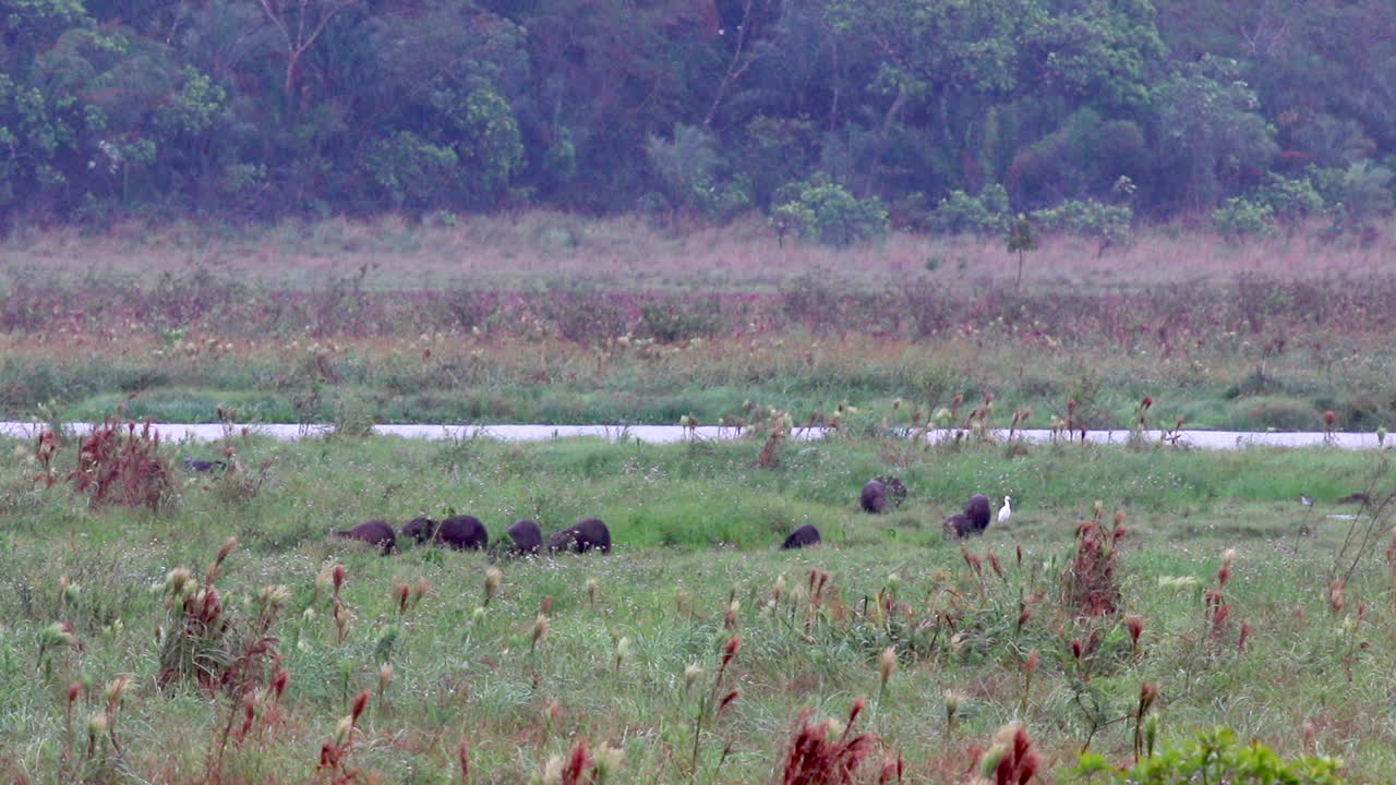 열대 볼리비아의 비가 내리는 습지 강변의 카피바라 그룹