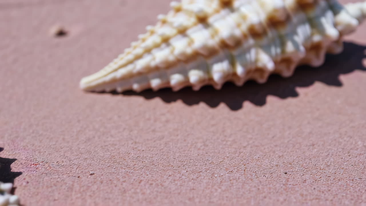 Раковины на пляже