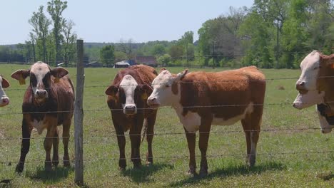 Cows-Standing-At-Fence-Line