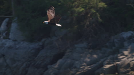 eagle catching fish in the ocean in canada