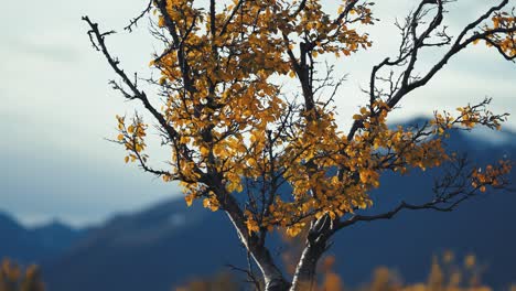 Verdrehte-Zweige-Einer-Birke-Mit-Gelben-Blättern-In-Der-Herbsttundra