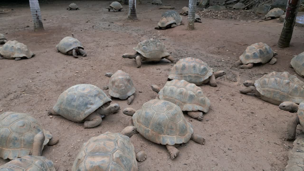 Mauritius - Riviere des Anguilles - Forward view ona group of Aldabrachelys Gigantea Turtle