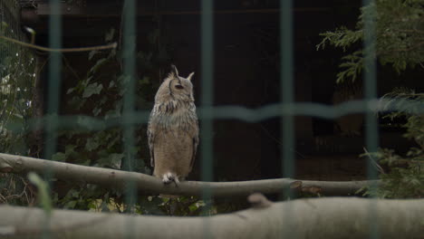 wide shot of indian eagle-owl sitting on branch in large bird cage