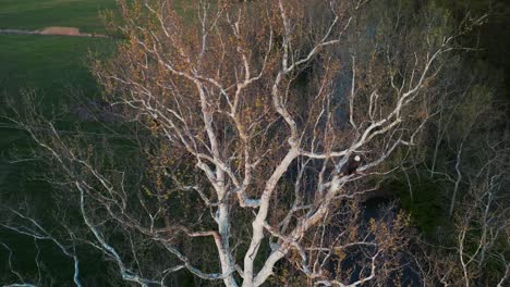 Aerial-orbit-of-two-adult-bald-eagles-in-tall-tree-along-river