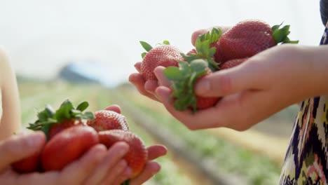 girls holding strawberries in the farm 4k