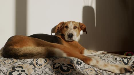 Großer-Hund-Fängt-Sonne-Ein,-Während-Er-Sich-Auf-Seinem-Bett-Entspannt