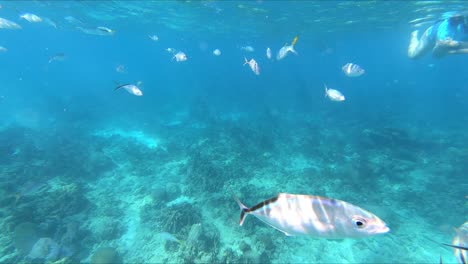 school of fish swimming underwater in clear blue ocean with a snorkeler