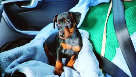 charming miniature pinscher pup seated on a pastel blue blanket, car interior