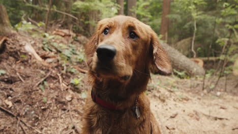 Cachorro-De-Golden-Retriever-Mirando-A-Su-Alrededor-En-El-Sendero-Del-Bosque