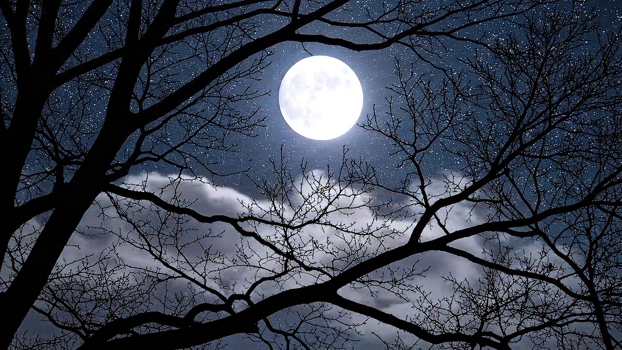 Full Moon Shining Through Bare Tree Branches on Starry Night