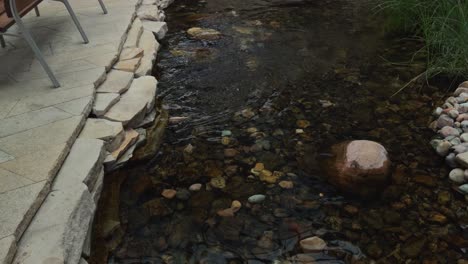 fish swims through clear stream and vanishes under rock edge near water outlet