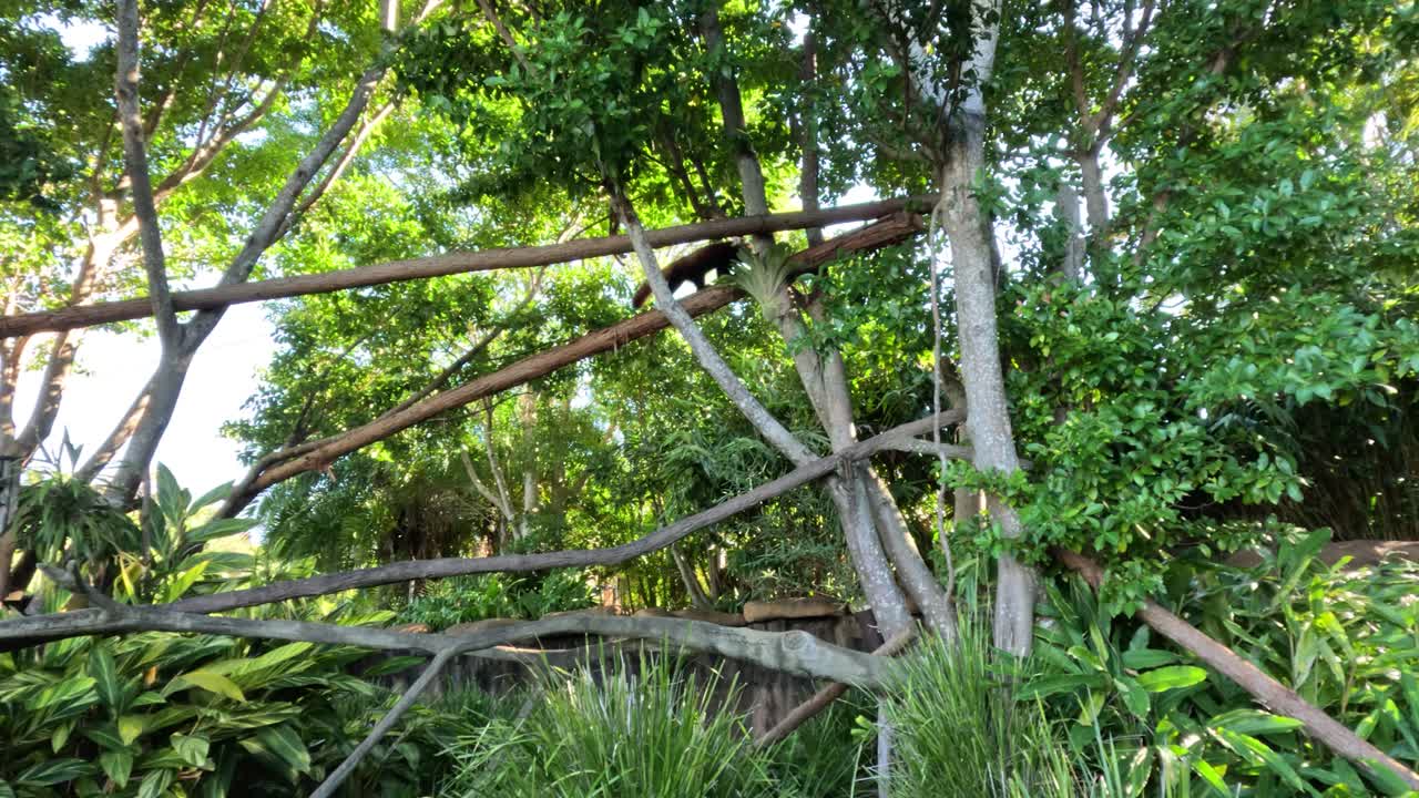 Red panda climbing structure in lush habitat