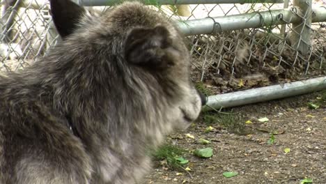 lobo gris en cautiverio en alaska