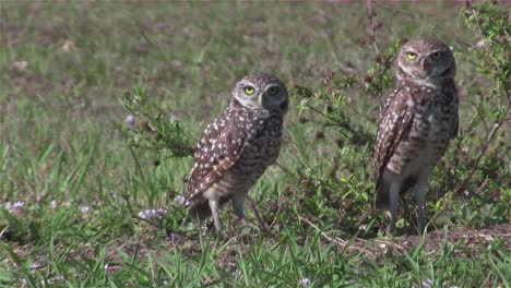 two burrowing owls looking around