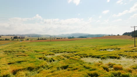 Healthy-wheat-fields-in-Norwegian-countryside,-low-aerial-over-swaying-crops