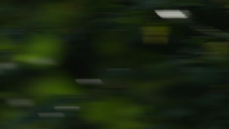 fondo del bosque borroso