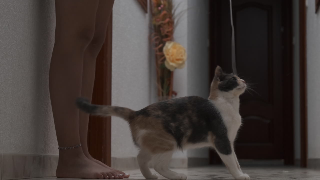 Playful Cat Interacting with String Indoors