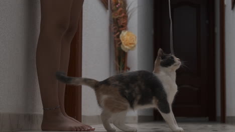 playful cat interacting with string indoors