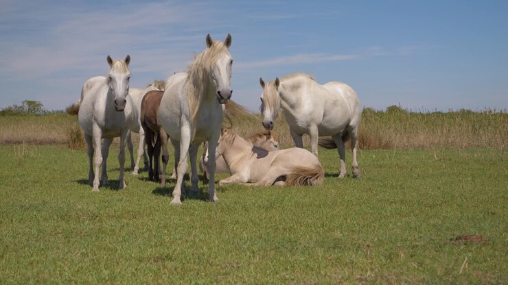 Cavalli in libertà in un campo della Camargue, Francia.