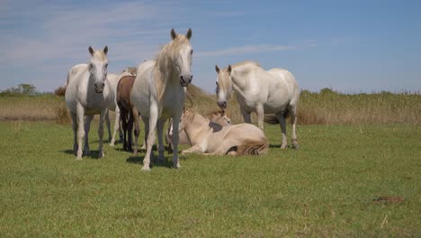 Caballos-Corriendo-Libres-De-Pie-En-Un-Campo-De-Camargue,-Francia