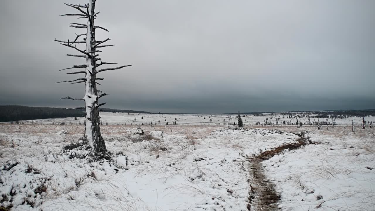 하얀 눈 풍경 외로운 자작 나무 공개 흐린 무인 항공기 밀어
