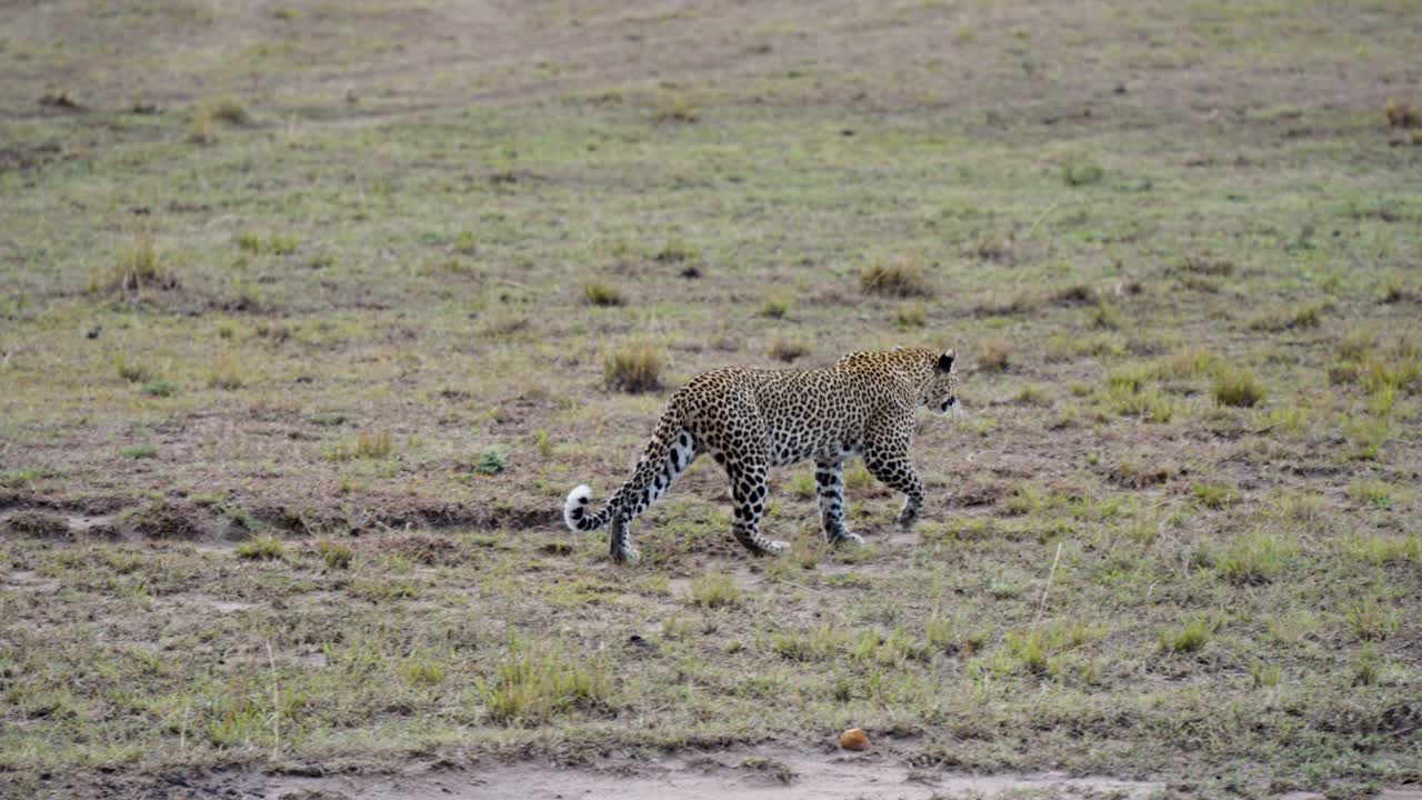una foto panorámica suave de un leopardo caminando libremente en el desierto en tierra seca