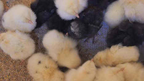baby chicks