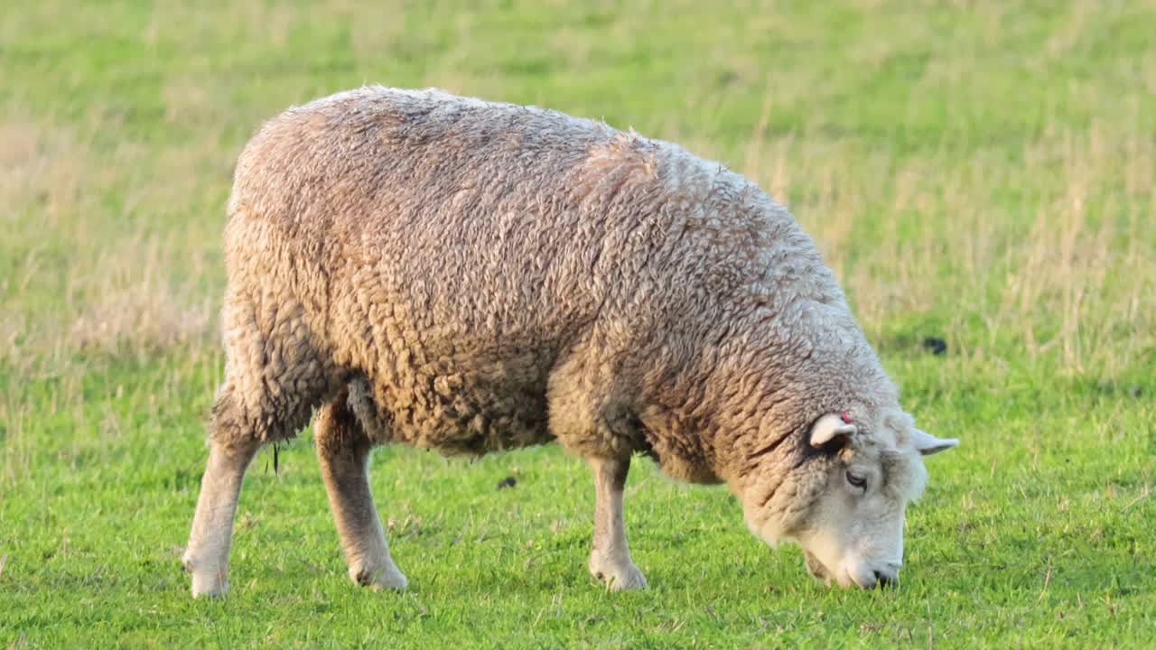 ovejas comiendo hierba en un campo
