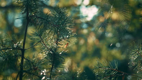 cobweb swaying on pine neeples in calm forest. close up fir branches outdoors.