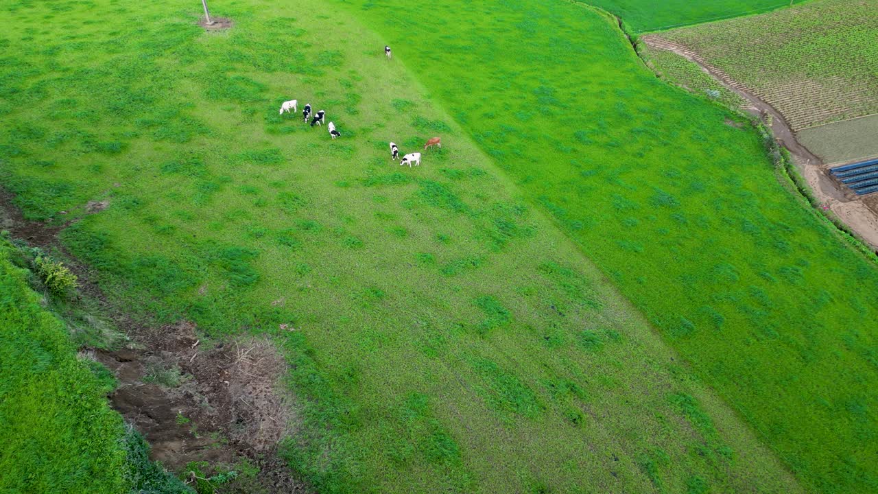 초록 잔디 에 있는 소 집단 의 공중 사진