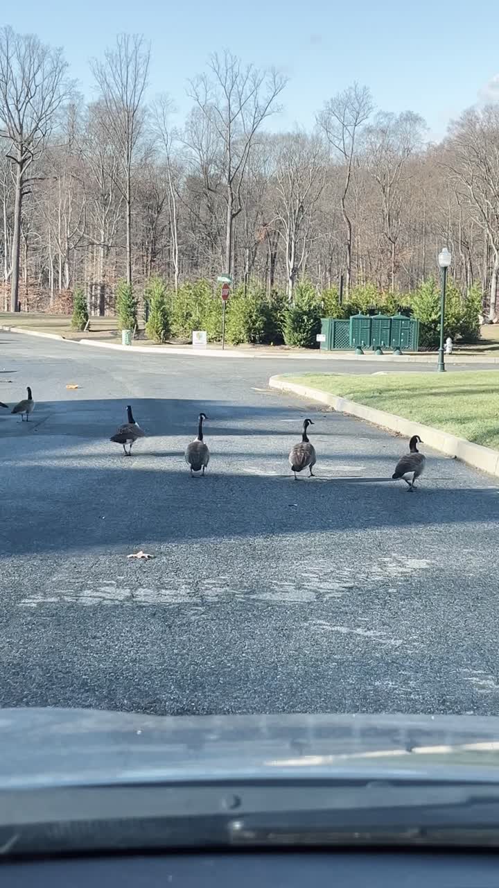 Flock of Geese Walking Across a Road in a Residential Area