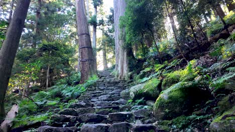 pov of stone steps climbing through a forest with tall trees and lush ferns, illuminated by sunlight, creating a peaceful atmosphere