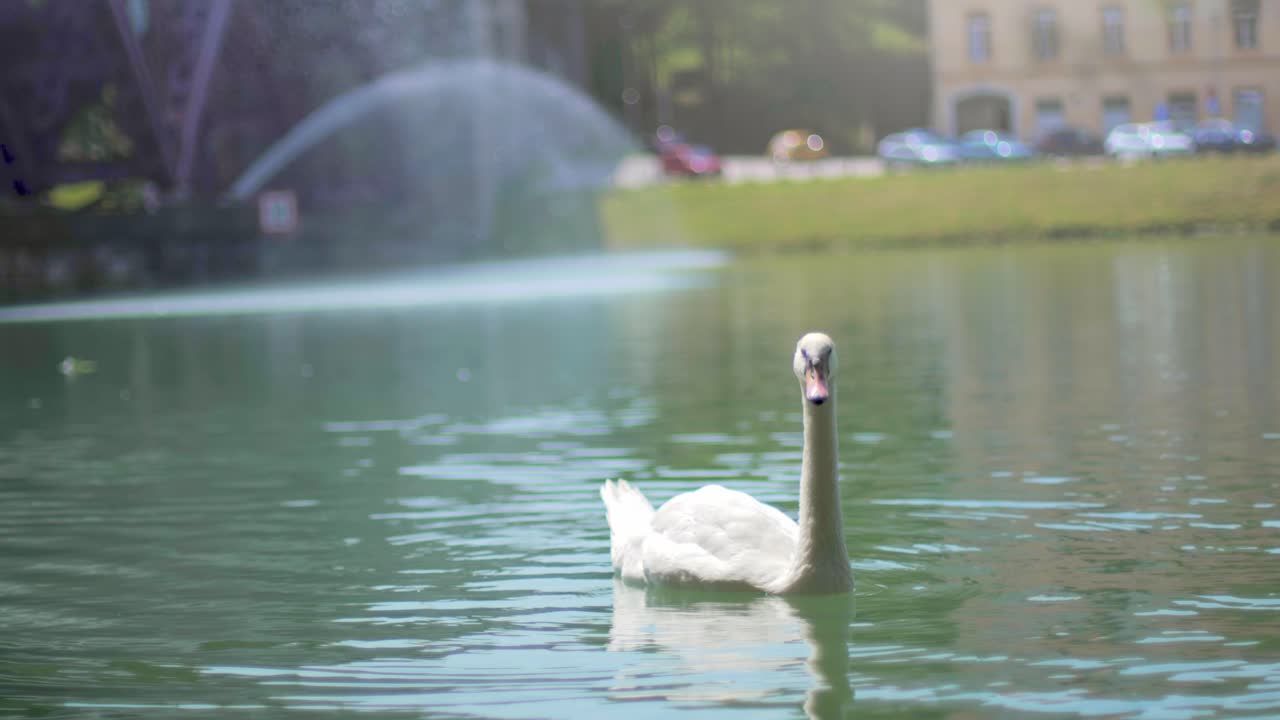 cisne nadando en un río con una fuente borrosa en el fondo