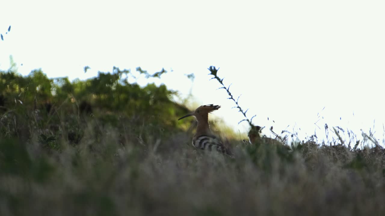Woodpecker in nature