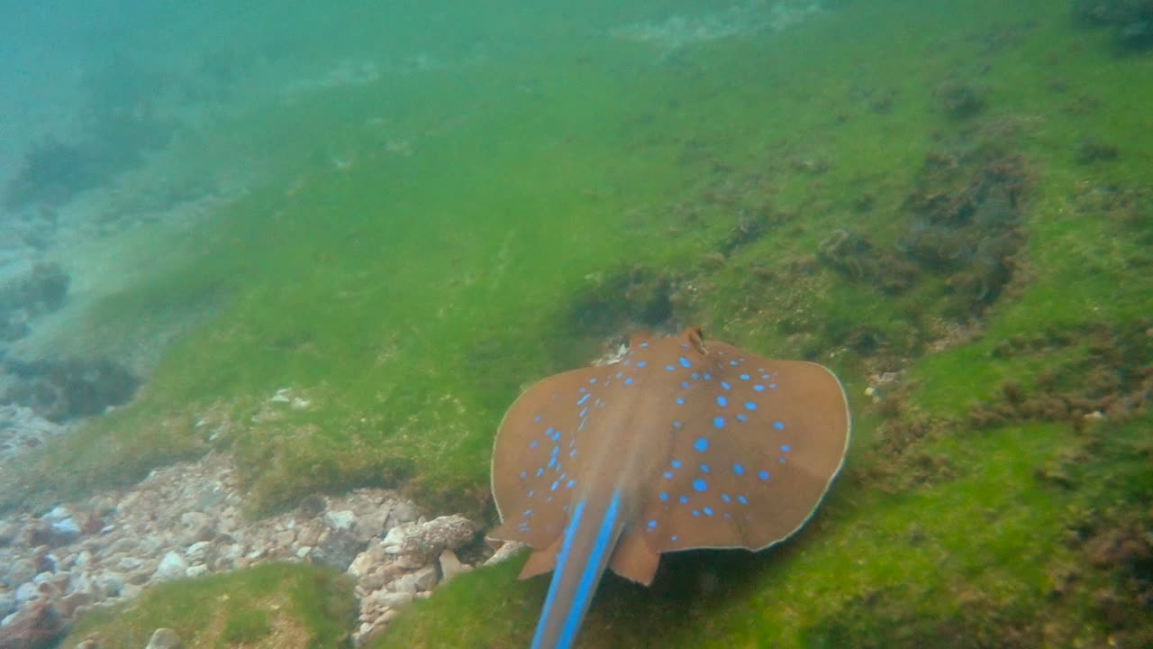 Close up of a Bluespotted ribbontail ray fish eating and swimming in the red sea