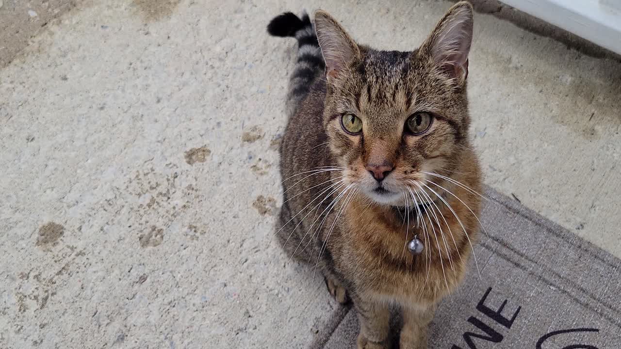 gato atigrado saluda al dueño en la puerta en una alfombra de bienvenida