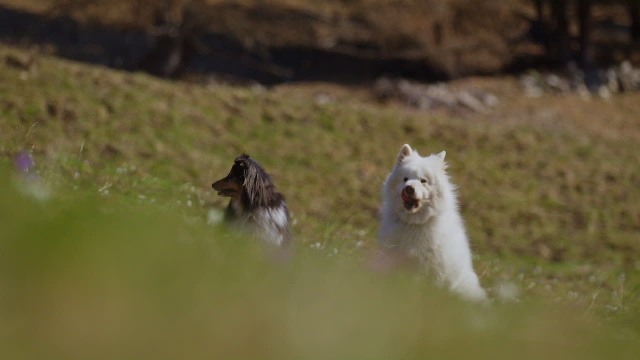 Samoyed and Shetland Sheepdog playing joyfully on a mountain field, surrounded by stunning alpine views and clear skies