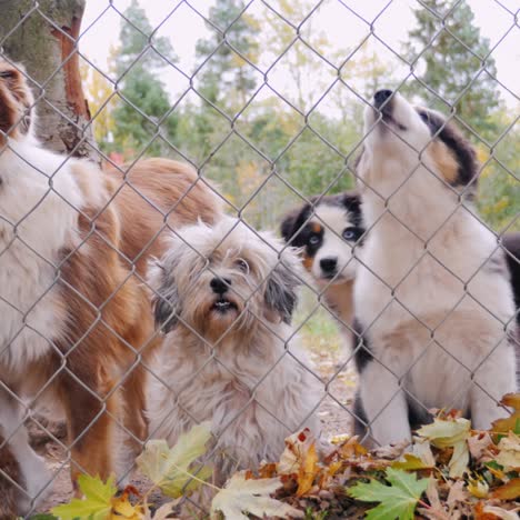 a lot of dogs behind the net of the aviary waiting for the owner 2