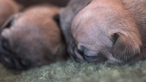cachorros de bulldog francés de pura raza recién nacidos abrazados en una manta
