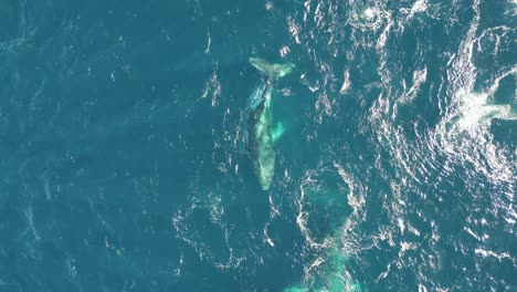 un grupo de ballenas jorobadas jugando y chorreando en el océano azul en un brillante día soleado