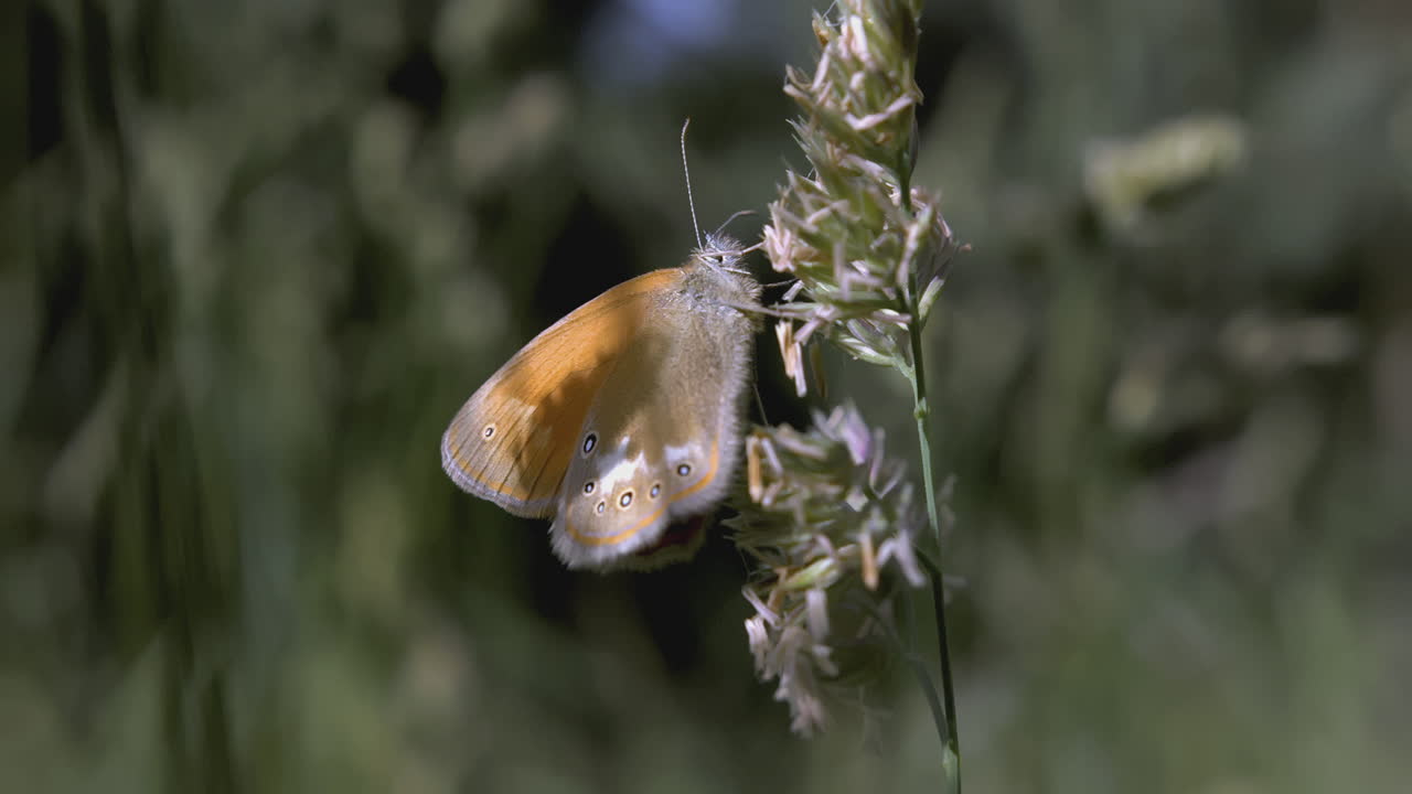 Farfalla arancione su fiore selvatico